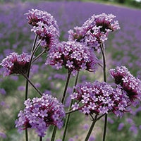 Lila verbena bonariensis blume samen for anpflanzung - seasonal bloomer, heirloom & gmo free samen for home garten
 
 sale for anpflanzung in home garten.