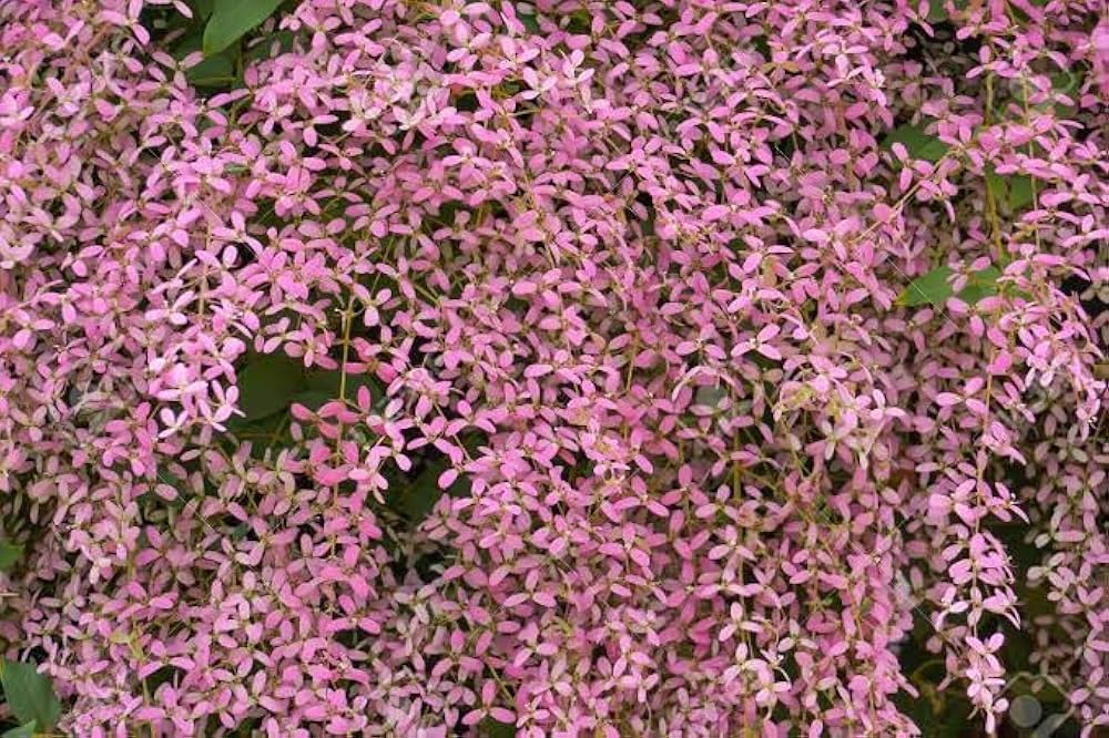 Shower Orchidee or Wooly Congea or Congea Tomentosa Blumensamen zur Aussaat – sonnenliebend – Traditionssorte & ohne Gentechnik Samen Hausgarten
