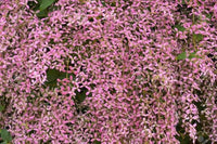 Shower Orchidee or Wooly Congea or Congea Tomentosa Blumensamen zur Aussaat – sonnenliebend – Traditionssorte & ohne Gentechnik Samen Hausgarten