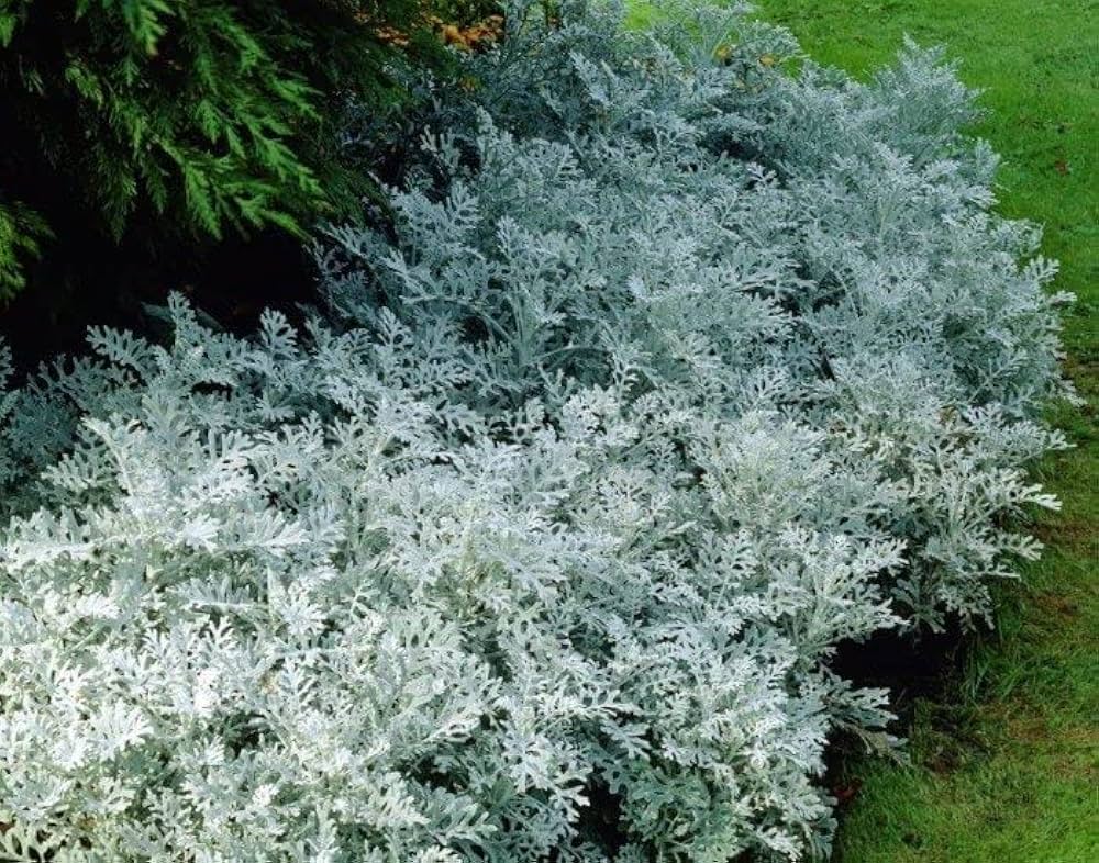 Dusty Miller Silverdust Senecio cineraria Samen zur Aussaat border Garten Blume Beet