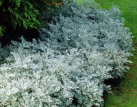Dusty Miller Silverdust Senecio cineraria Samen zur Aussaat border Garten Blume Beet