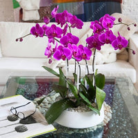 Traditionssorte Schmetterlingsorchidee Orchidee Blumensamen zur Aussaat Landhaus Garten wichtig Traditionssorte & ohne Gentechnik Samen Hausgarten