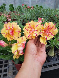 Rot hell Gelb Wüstenrose Blumensamen zur Aussaat Drought verträglich Traditionssorte & ohne Gentechnik Samen Hausgarten