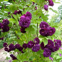 dunkel Violett Grün Rose Blumensamen zur Aussaat Garten beliebt Traditionssorte & ohne Gentechnik Samen Hausgarten