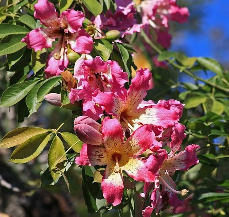 Chorisia insignis blume samen for anpflanzung - premium quality, heirloom & gmo free samen for home garten
 
 sale samen for anpflanzung in home garten