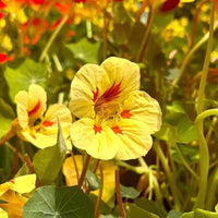 Grün Gelb Kapuzinerkresse Blumensamen zur Aussaat Landhaus Garten wichtig Traditionssorte & ohne Gentechnik Samen Hausgarten
