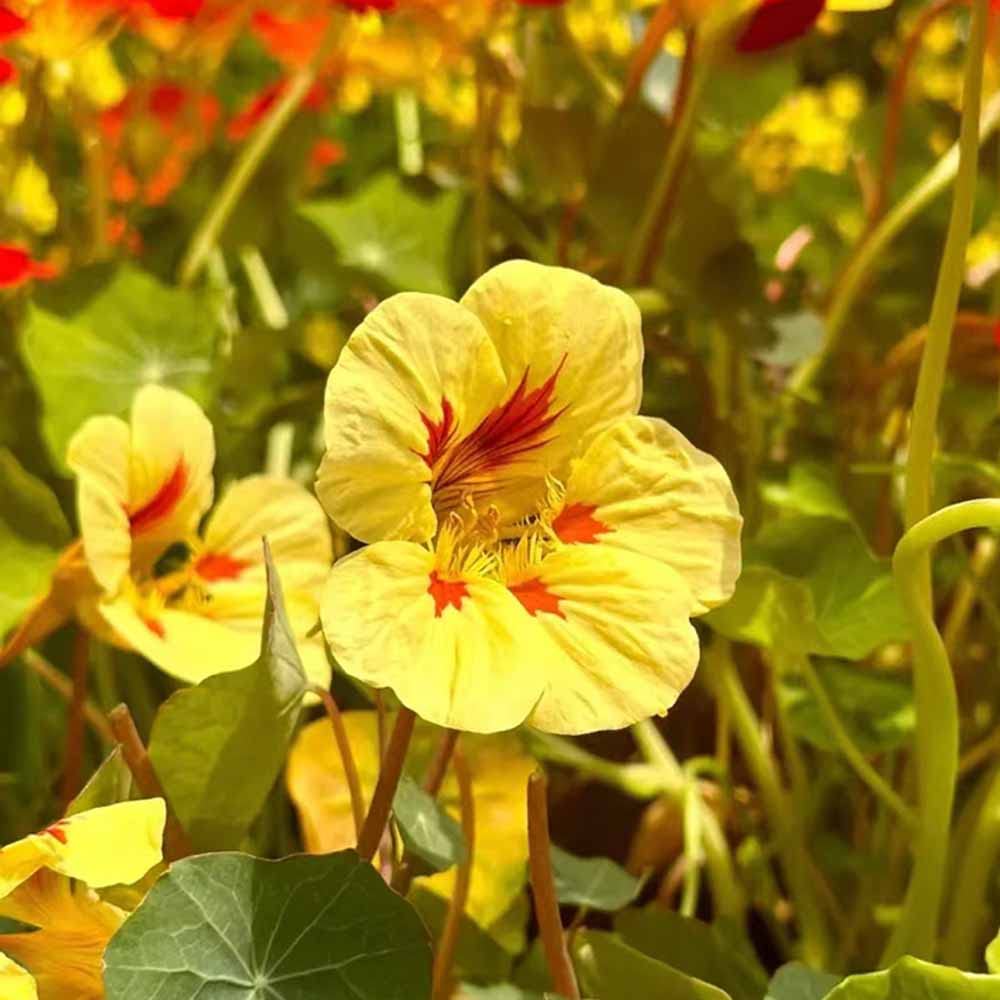 hell Gelb Kapuzinerkresse Blumensamen zur Aussaat – saisonal Dauerblüher – Traditionssorte & ohne Gentechnik Samen Hausgarten