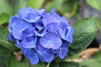 dunkel Blau Hortensie Blumensamen zur Aussaat – pflegeleicht – Traditionssorte & ohne Gentechnik Samen Hausgarten