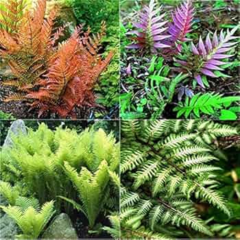 Lila Fern Pteridophyta zur Aussaat Traditionssorte & Non Gentechnik Samen leuchtend