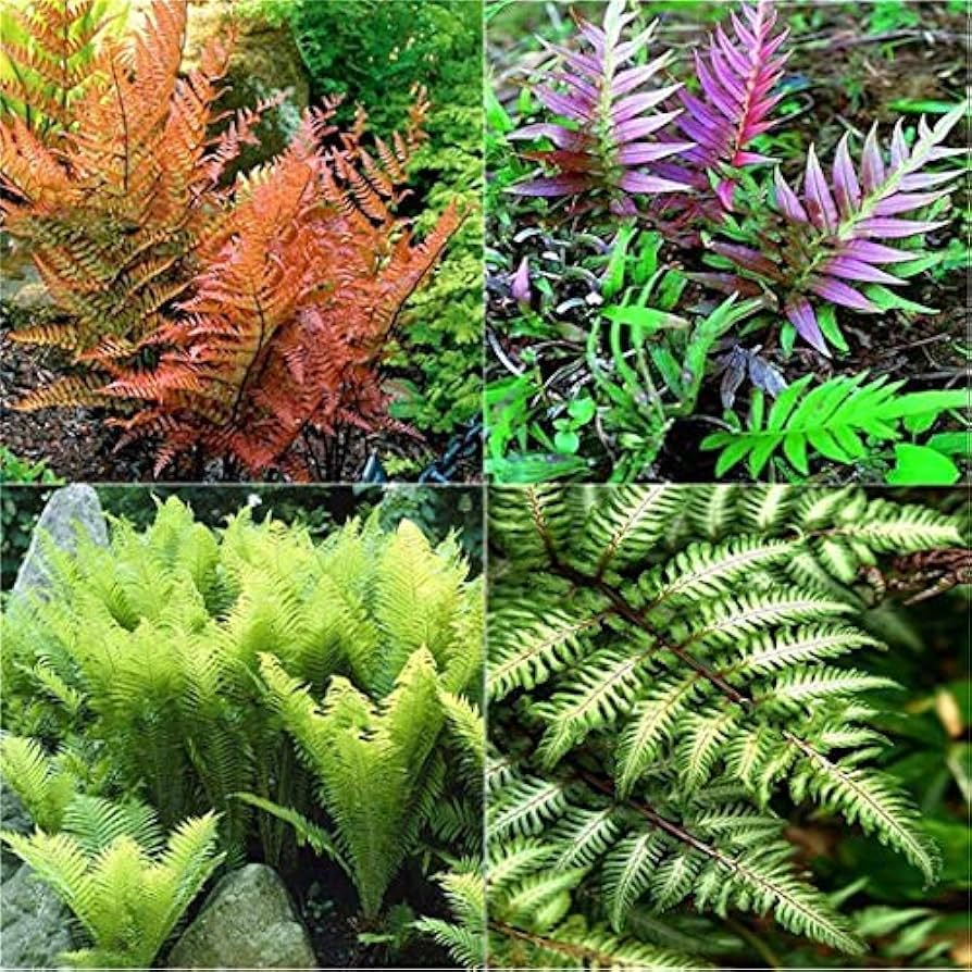 Rot Fern Pteridophyta Samen zur Aussaat ideal Rabatten Traditionssorte & ohne Gentechnik Samen Hausgarten