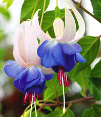 Himmelblau Fuchsie Blumensamen – duftend Blüten Traditionssorte & ohne Gentechnik Hausgarten