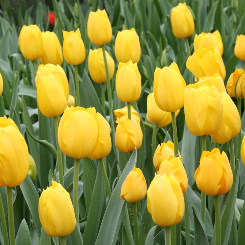 tief Gelb Tulpe Blumensamen zur Aussaat kompakt Wuchs Traditionssorte & ohne Gentechnik Samen Hausgarten