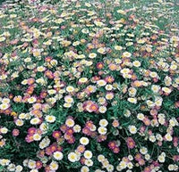 Mixed erigeron blume samen for anpflanzung - drought tolerant, heirloom & gmo free samen for home garten
 
 sale samen for anpflanzung in home garten