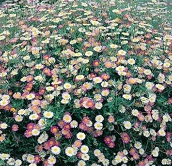 Mixed erigeron blume samen for anpflanzung - drought tolerant, heirloom & gmo free samen for home garten
 
 sale samen for anpflanzung in home garten