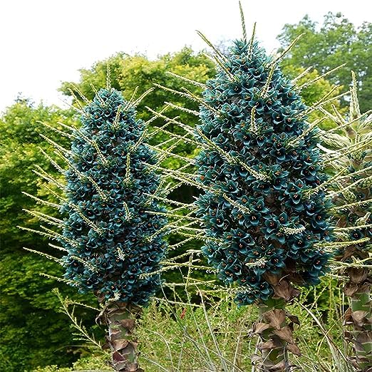 Himmelblau Puya Santosii Blumensamen zur Aussaat Bestäuber freundlich Traditionssorte & ohne Gentechnik Samen Hausgarten