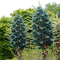 Himmelblau Puya Santosii Blumensamen zur Aussaat Bestäuber freundlich Traditionssorte & ohne Gentechnik Samen Hausgarten
