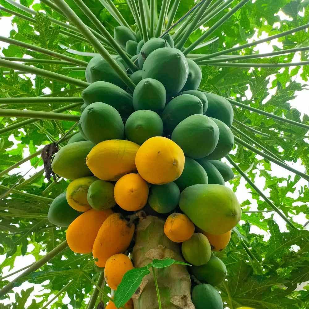 Papaya Samen zur Aussaat tropisch