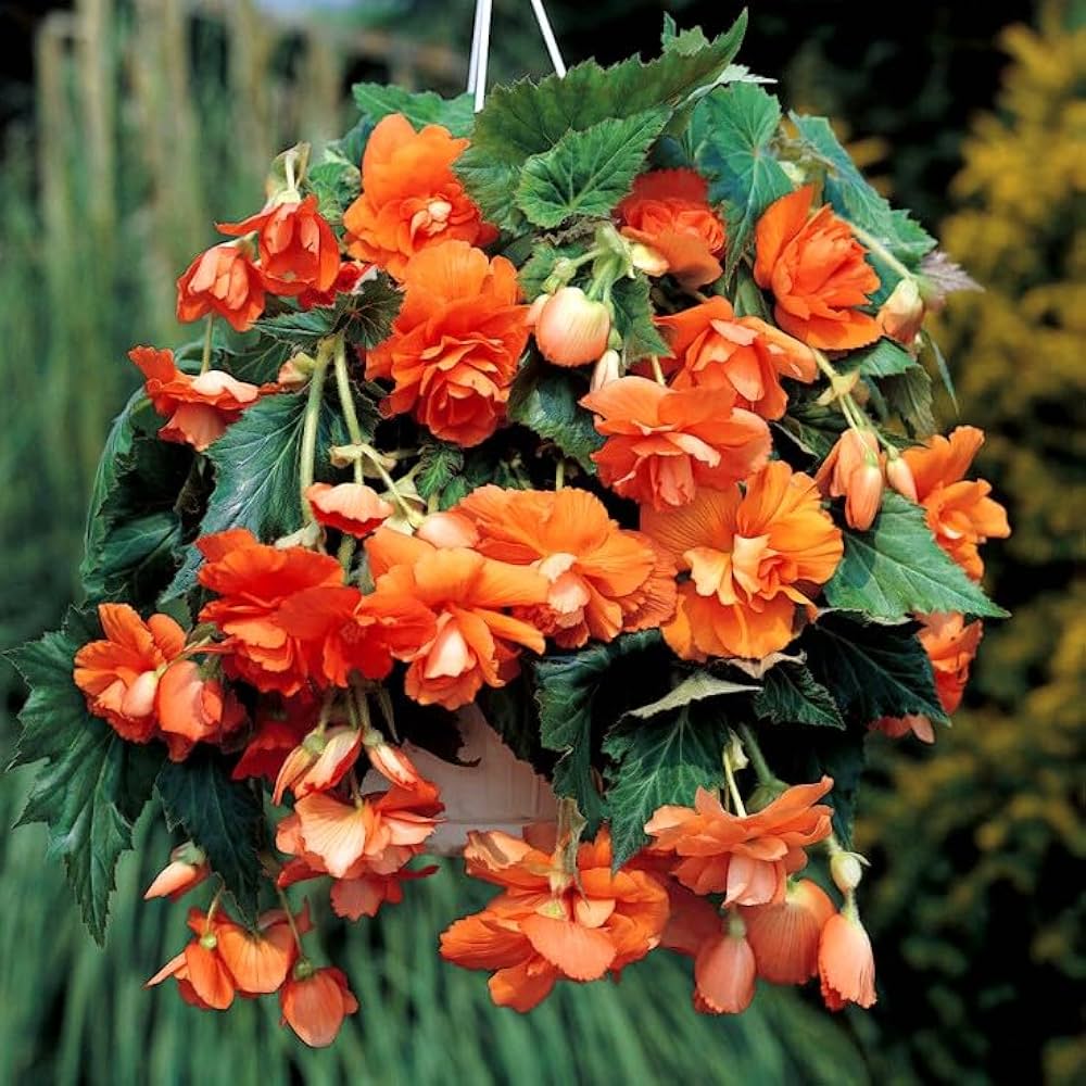Orange Begonie Blumensamen zur Aussaat leuchtend Begonie Samen
