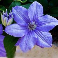 Sky blau clematis hybridas blume samen for anpflanzung - garten favorite, heirloom & gmo free samen for home garten
 
 sale for anpflanzung in home garten