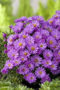 Lila Aster Novae Angliae Samen mehrjährig Aussaat