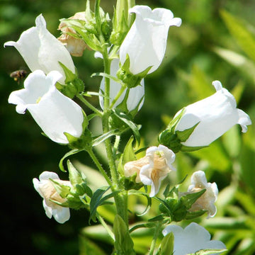Weiß bellflower campanula pyramidalis for cottage garten