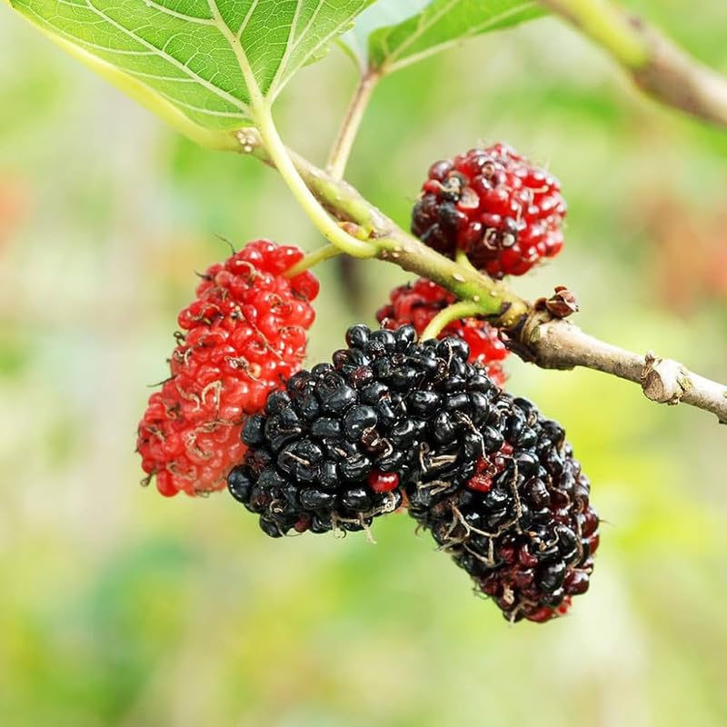 Mulberry Fruchtsamensamen zur Aussaat farbenfroh Schau Traditionssorte & ohne Gentechnik Samen Hausgarten