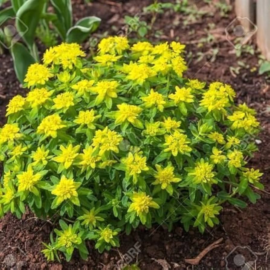 Euphorbia polychroma euphorbia polychroma for anpflanzung in blume bed