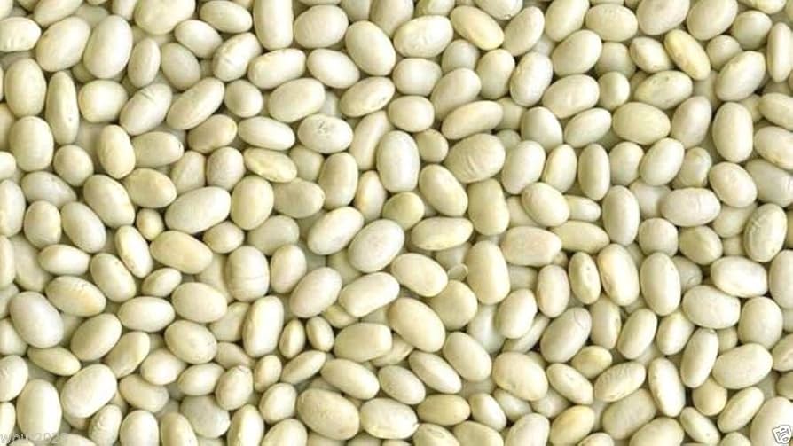 Weiß Marrow Bean Samen zum Pflanzen - High-Quality Gemüsesamen