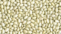 Weiß Marrow Bean Samen zum Pflanzen - High-Quality Gemüsesamen