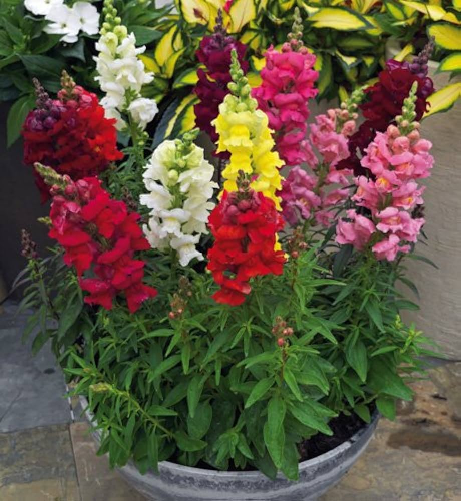 Antirrhinum Snapdragon Samen zur Aussaat Blume Beet