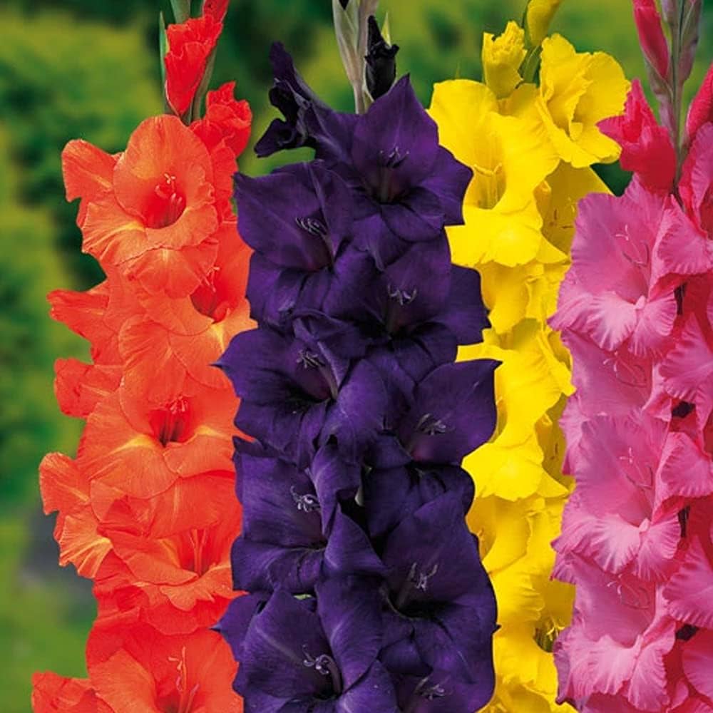 mehrjährig Gladiole Blumensamen zur Aussaat leuchtend Blüten Traditionssorte & ohne Gentechnik Samen Hausgarten