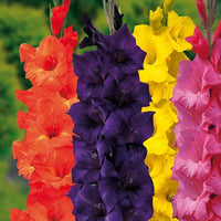 mehrjährig Gladiole Blumensamen zur Aussaat leuchtend Blüten Traditionssorte & ohne Gentechnik Samen Hausgarten