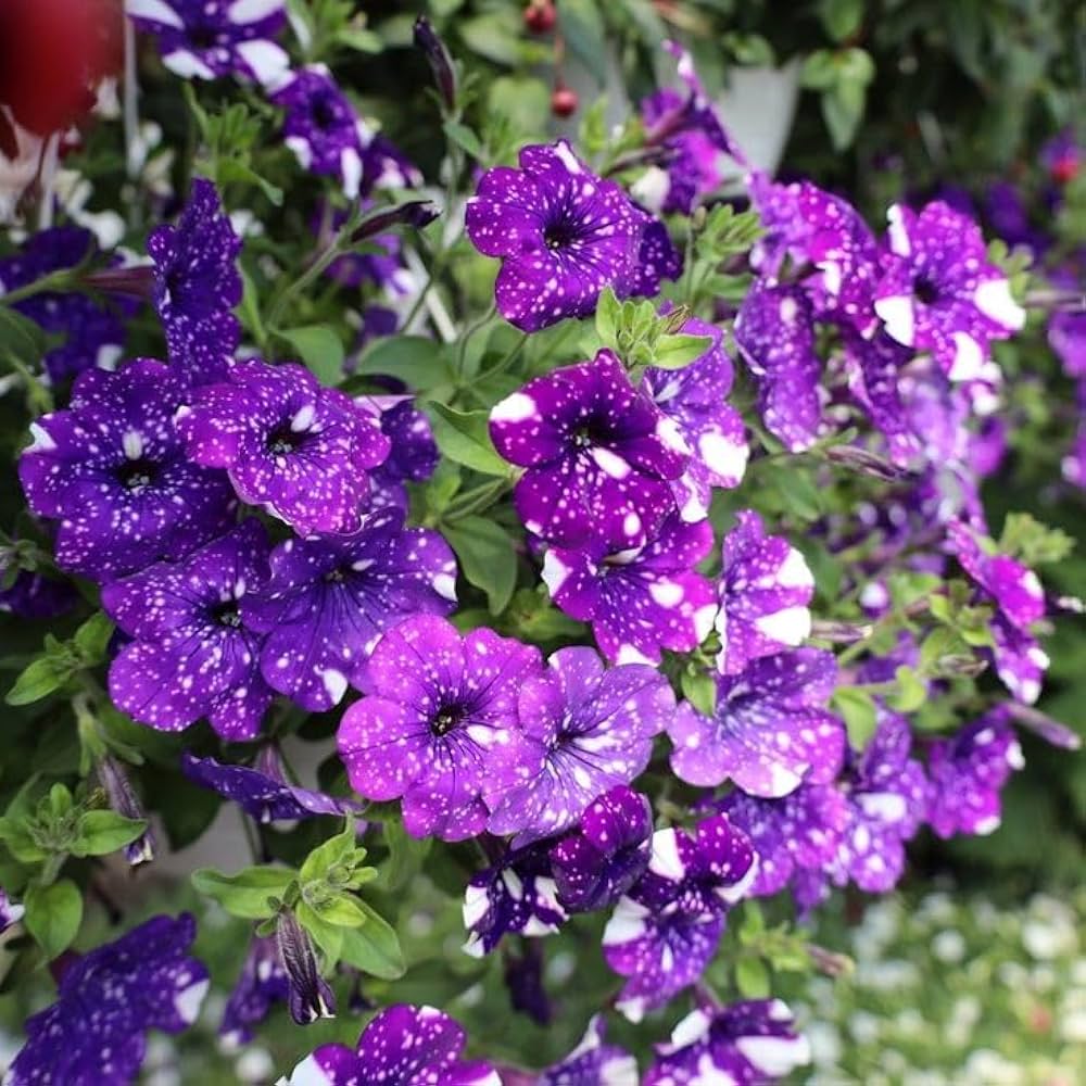Dotted Violett Petunie Blumensamen zur Aussaat leuchtend Traditionssorte & ohne Gentechnik Samen Hausgarten