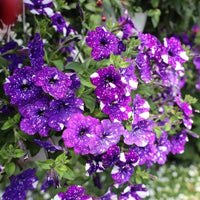 Dotted Violett Petunie Blumensamen zur Aussaat leuchtend Traditionssorte & ohne Gentechnik Samen Hausgarten