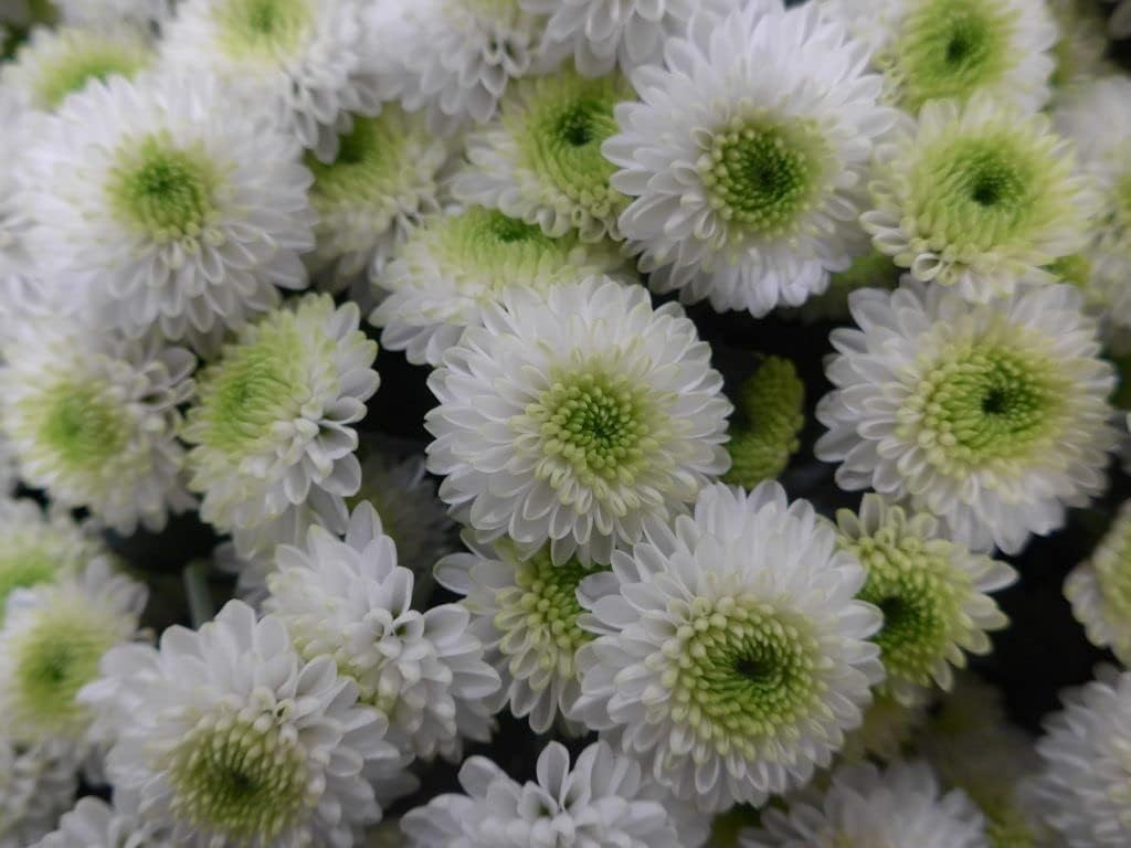 Weiß grün chrysanthemum blume samen for anpflanzung - pollinator friendly, heirloom & gmo free samen for home garten
 
 sale for anpflanzung in home garten