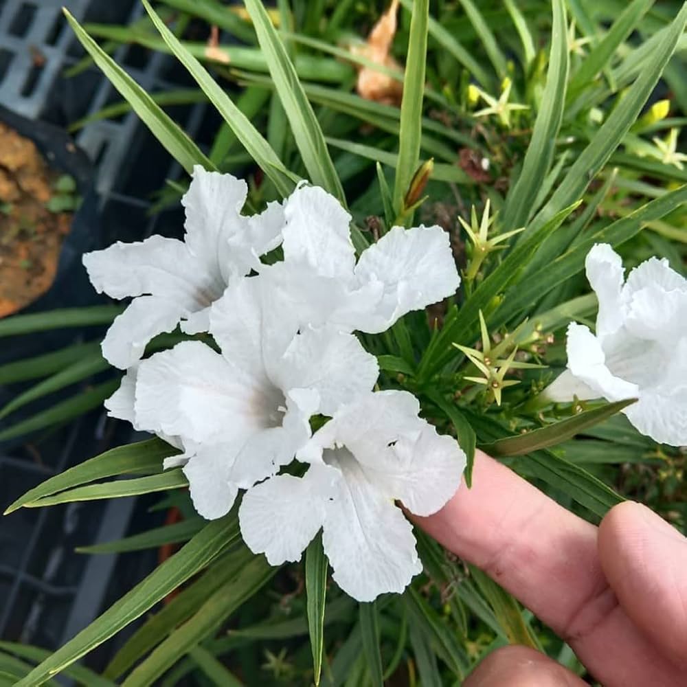 Ruellia Ruellia tuberosa Samen zur Aussaat tropisch Garten und Planters