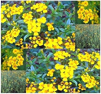 Tagetes lucida blume samen for anpflanzung perfect for borders heirloom & gmo free samen for home garten 
 
 sale for anpflanzung in home garten