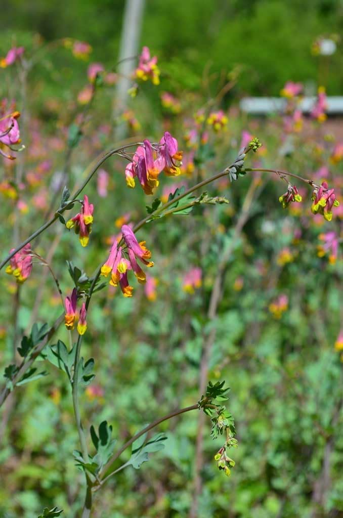 Corydalis (corydalis sempervirens) samen for anpflanzung in home garten