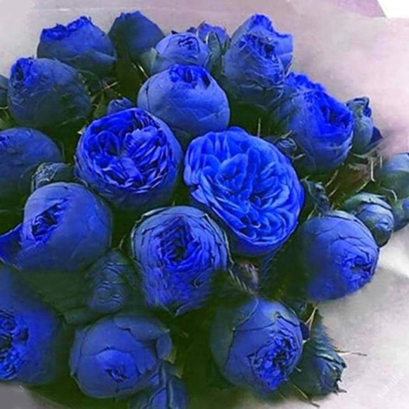 Blau ranunculus blume samen for anpflanzung - cottage garten essential, heirloom & gmo free samen for home garten
 
 sale for anpflanzung in home garten.