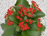 Orange Flammendes Käthchen Blumensamen zur Aussaat – Landhaus Garten wichtig – Traditionssorte & ohne Gentechnik Samen Hausgarten