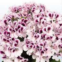 Geranium lila weiß blume samen for anpflanzung - vibrant colors, heirloom & gmo free samen for home garten
 
 sale for anpflanzung in home garten