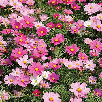 Cosmos sensation pinkie blume samen for soft rosa blooms in garten