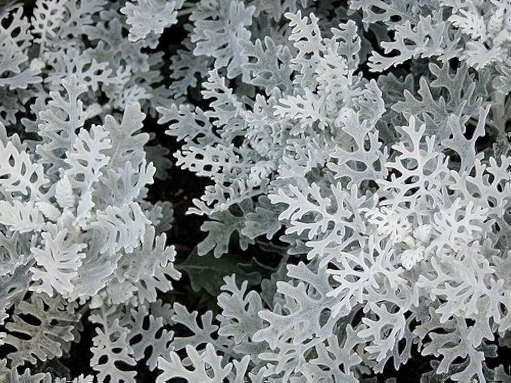 Dusty Miller Jacobaea maritima Samen zur Aussaat border Garten Blume Beet