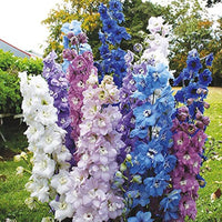 Millennium Delphinium Delphinium elatum Samen zur Aussaat Garten Rabatten