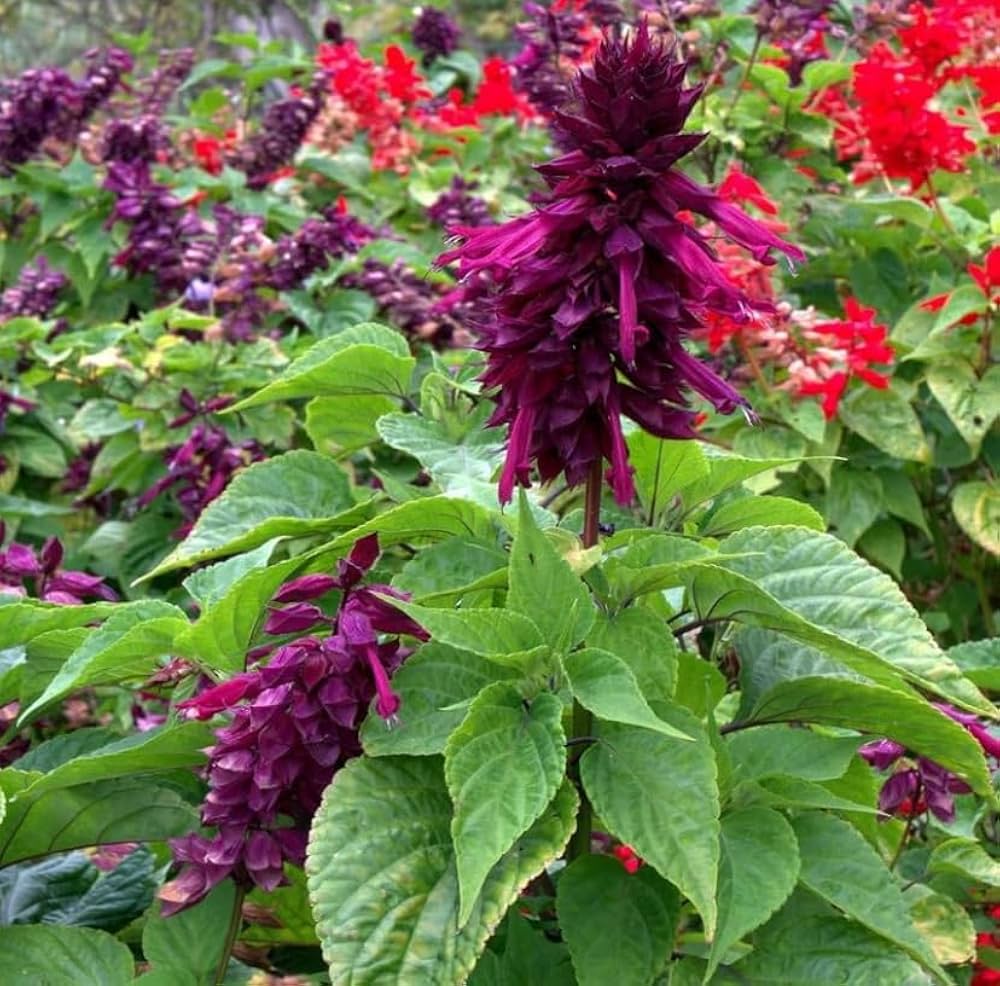 Lavendel Salvia Vista Samen zur Aussaat Balcony Garten Blume Beds
