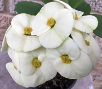 Weiß Euphorbia Milii Samen zur Aussaat – elegant Blumensamen a Garten