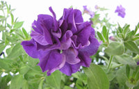 Double violet petunia blume samen for anpflanzung - cottage garten essential, heirloom & gmo free samen for home garten
 
 sale for anpflanzung in home garten