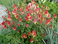 Rot gelb aquilegia blume samen for anpflanzung - pollinator friendly, heirloom & gmo free samen for home garten
 
 sale samen for home garten
