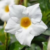 Weiß Mandevilla Blumensamen zur Aussaat Landhaus Garten wichtig Traditionssorte & ohne Gentechnik Samen Hausgarten