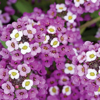 Alyssum Royal Carpet Samen zur Aussaat Blume Beet